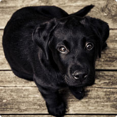 突破发展瓶颈的云呼网页版